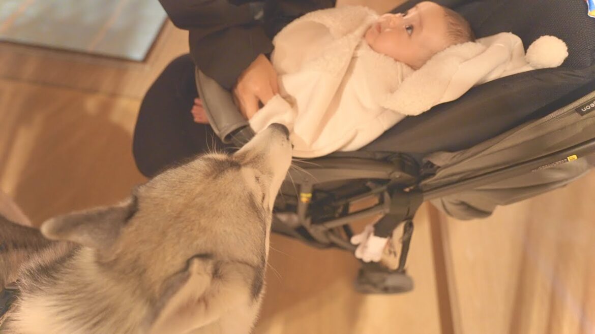 大好きな赤ちゃんと初めての旅行を楽む愛犬がこちらです・・・