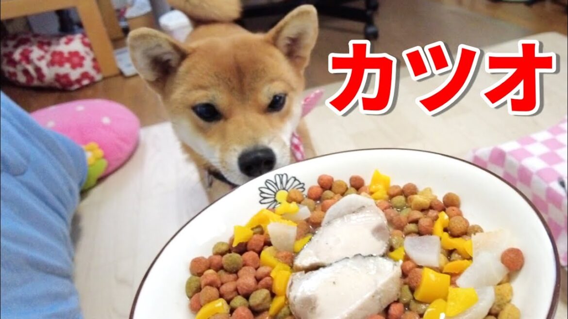 【勢いあまってこぼしまくり】カツオ大好き！なくなってもお皿を舐め続ける柴犬　小夏１歳