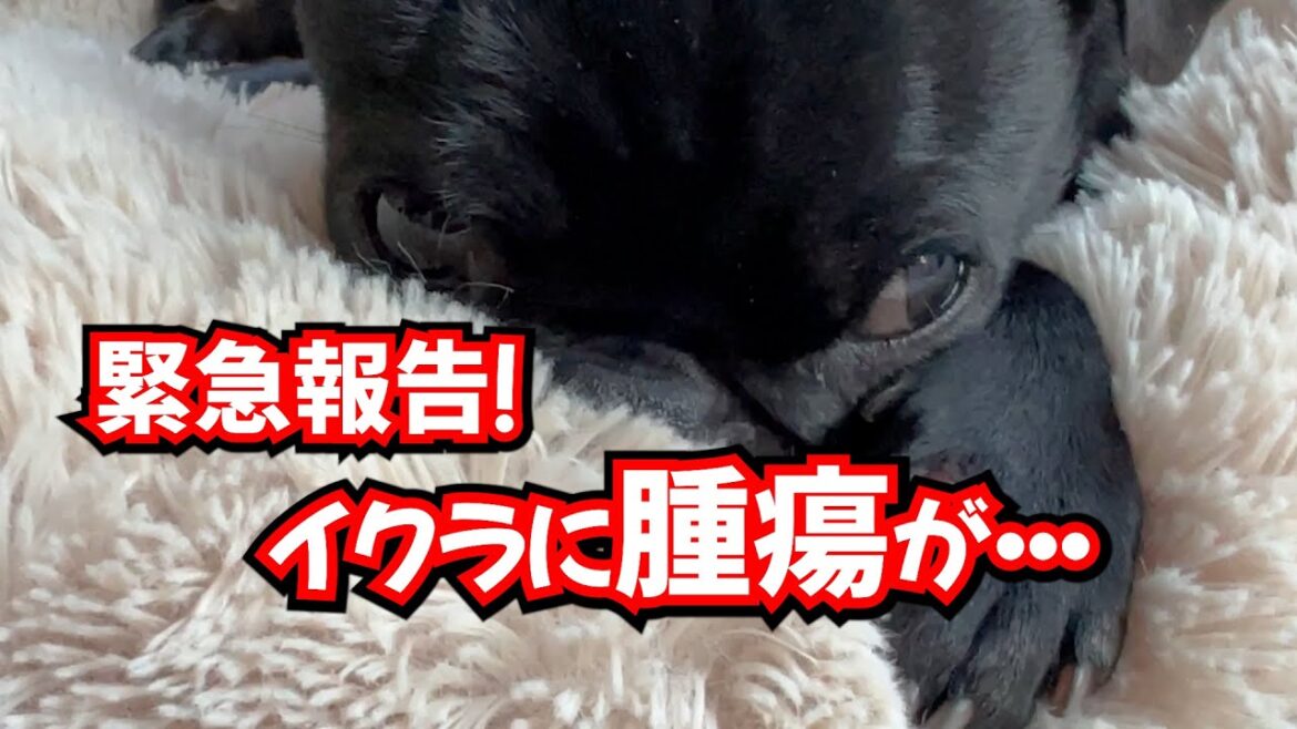 【緊急報告】まさかの腫瘍・・・_pugパグ犬イクラ