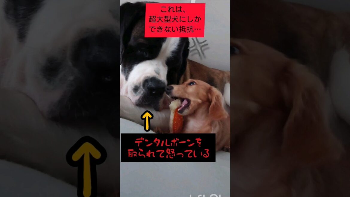 【超大型犬が激怒💥】怒りをあらわにするセントバーナード❗#いぬ #大型犬 #shorts