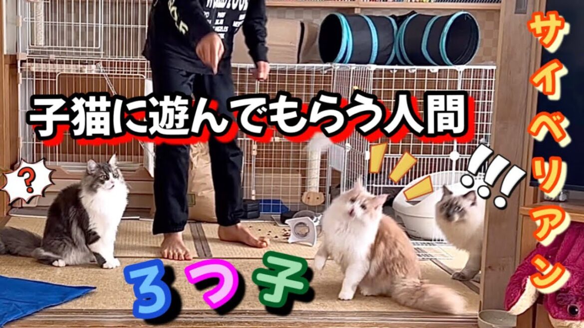 猫様に遊んでもらう息子　3つ子のサイベリアンはドリフトで騒がしい（嬉しい）This is my son playing with a kitten. もふもふのサイベリアン