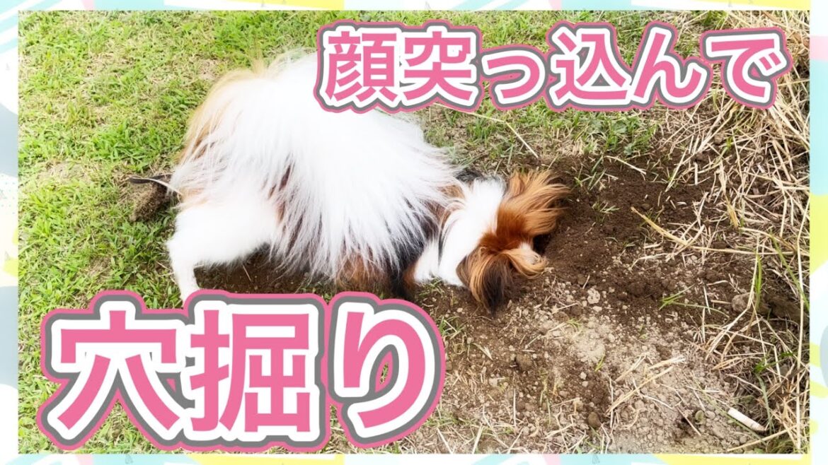 パピヨンが穴掘りした結果