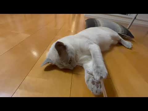 ロシアンブルーの玲くんの体重がえらいことになってきました。。。 ロシアンブルーの玲くんの体重がえらいことになってきました。。。