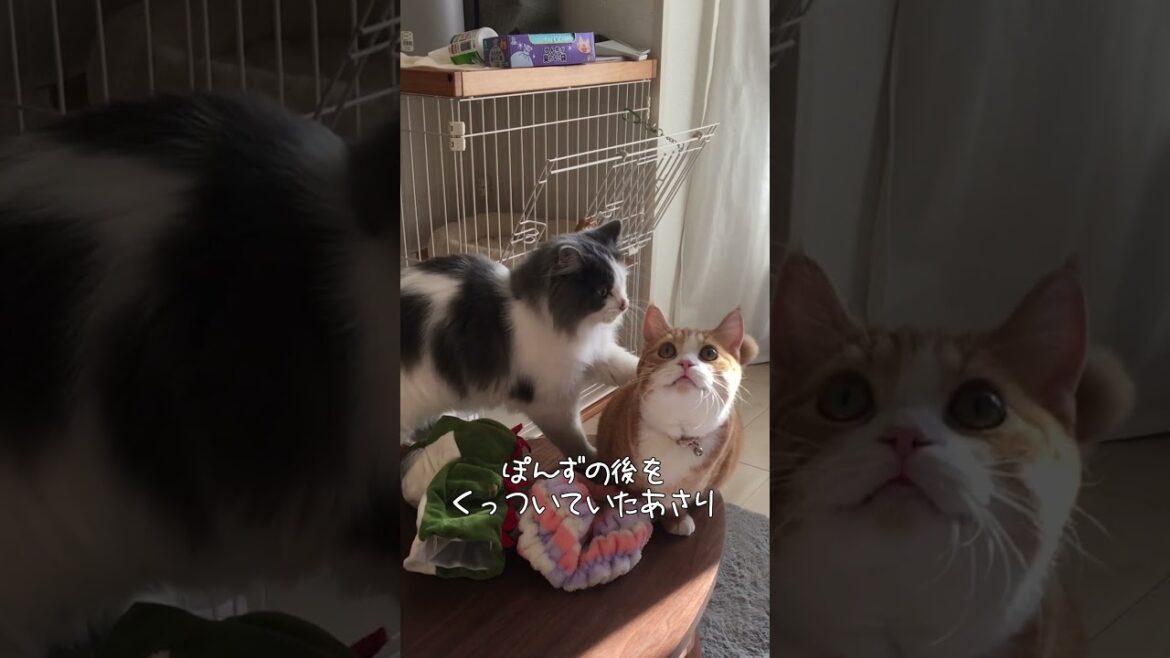 ↑↑↑↑↑本編はこちらから↓↓↓↓↓#短足マンチカン#スコティッシュフォールド #cat #shorts ↑↑↑↑↑本編はこちらから↓↓↓↓↓#短足マンチカン#スコティッシュフォールド #cat #shorts