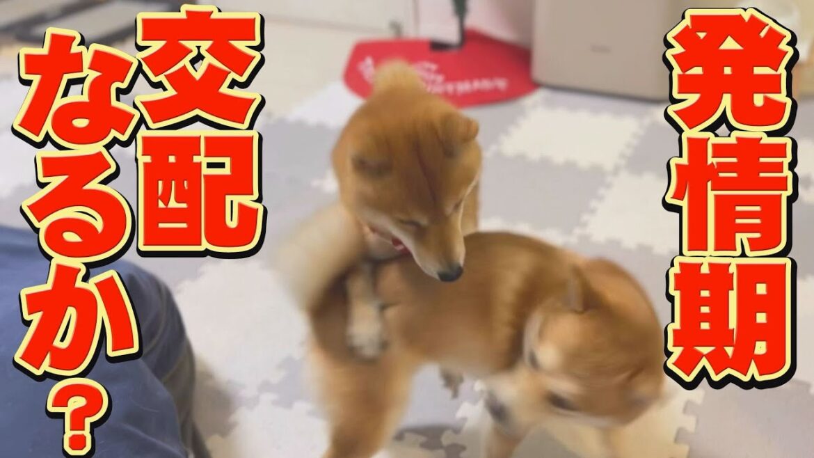 ついに温厚なオス柴犬が、動き出しました