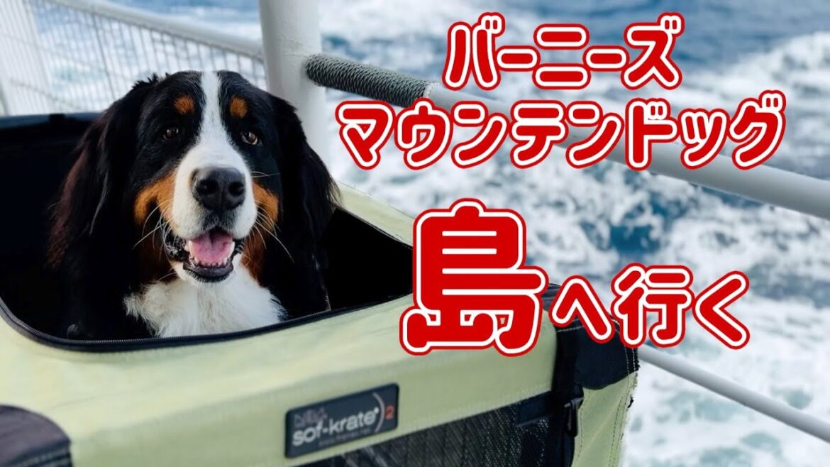 東京の離島に上陸したバーニーズマウンテンドッグ