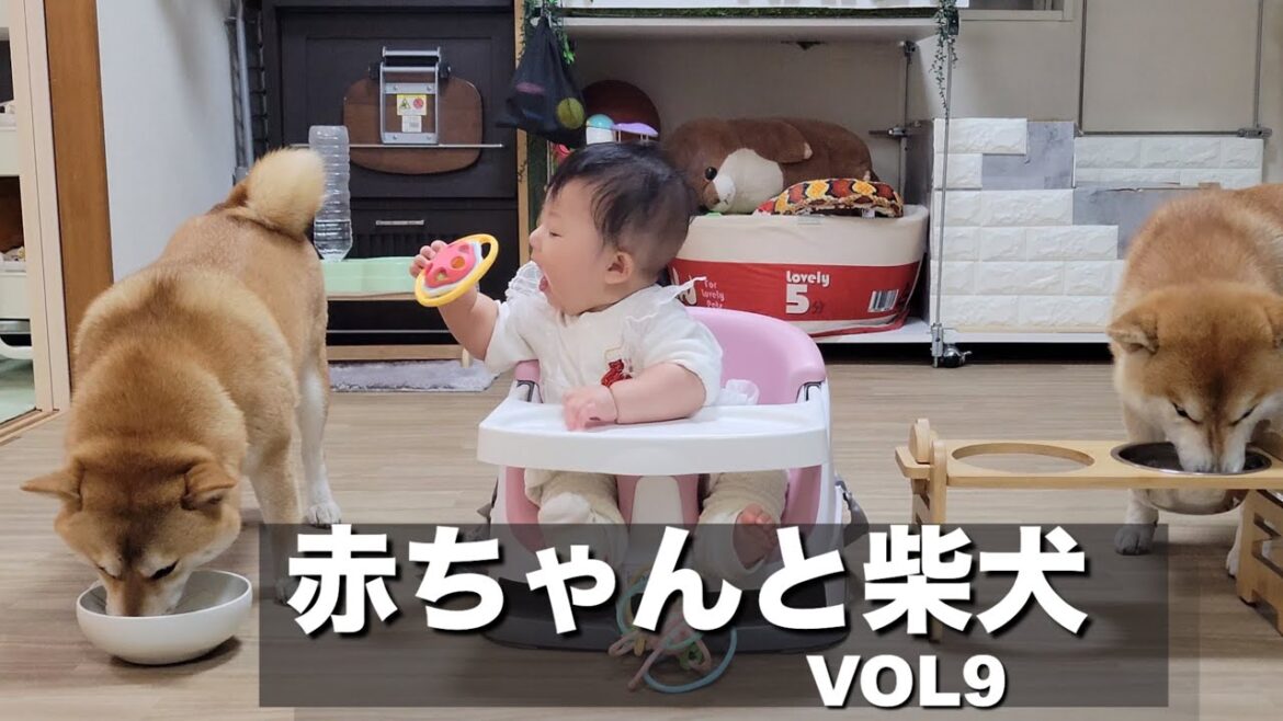 初めて椅子に座った赤ちゃんを見て嬉しさが大爆発する柴犬