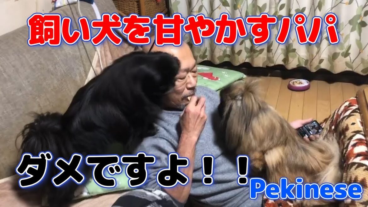 パパが飼い犬を甘やかすとこうなります。#ペキニーズ #pekingese #dog #cutedogs #犬のいる暮らし