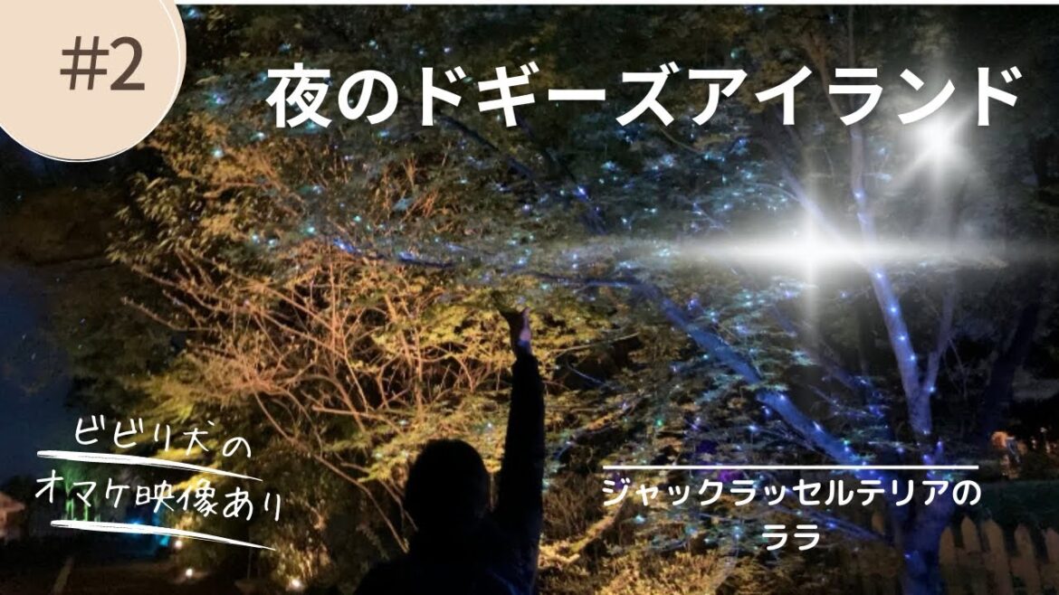 【夜のドギーズアイランド】ジャックラッセルテリアのララ