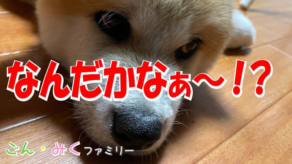 「なんだかなぁ～」　悲しいニュースが多すぎる！　秋田犬【ごん・みく チャンネル】