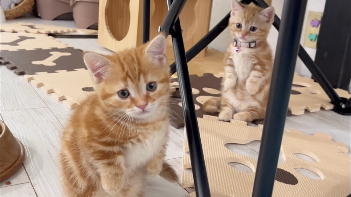 マンチカン立ちしまくる子猫たちがかわいすぎる💓