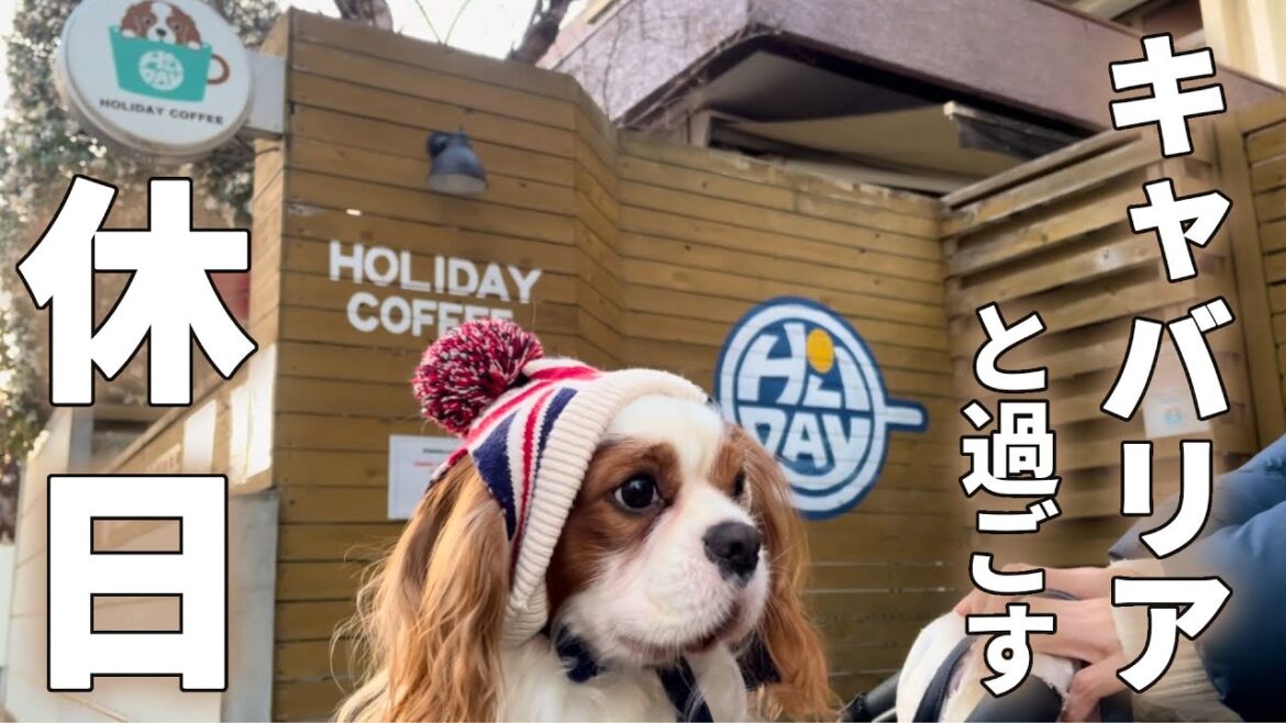 キャバリアが看板犬のカフェでまったりと休日を過ごすはずが…