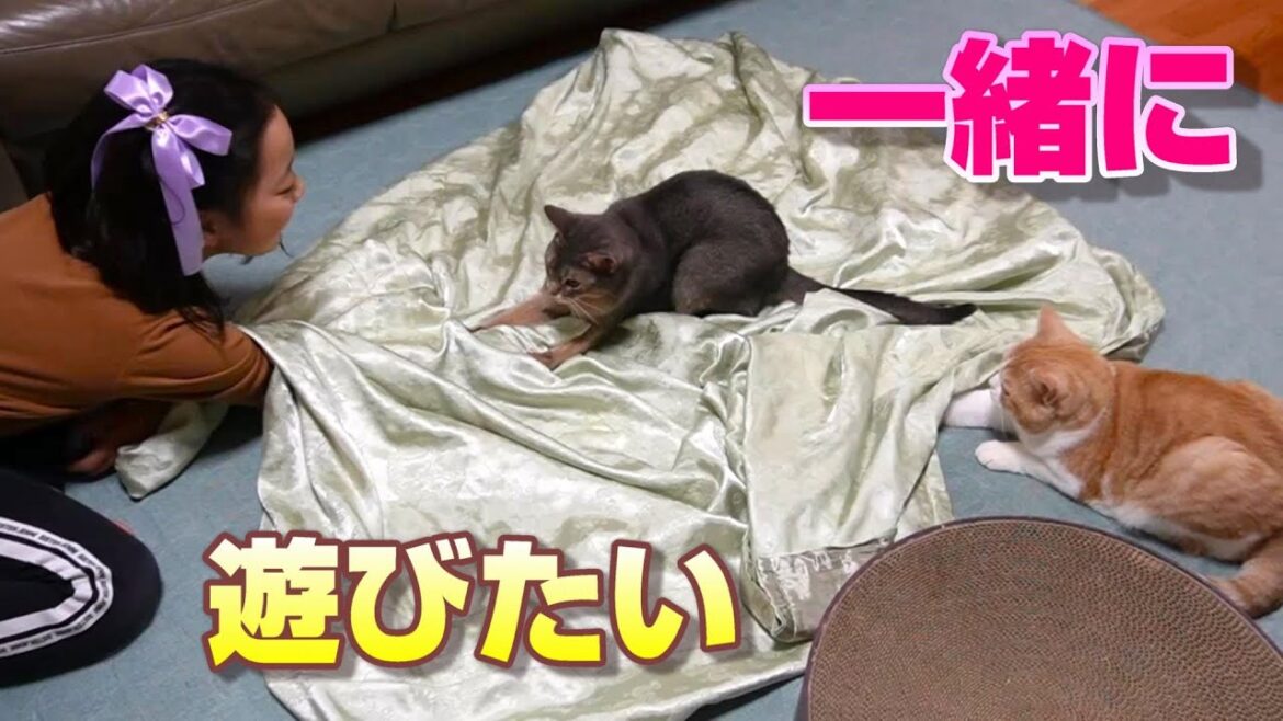遊びは激しいけど仲良しです【スコティッシュフォールド】【アビシニアン】