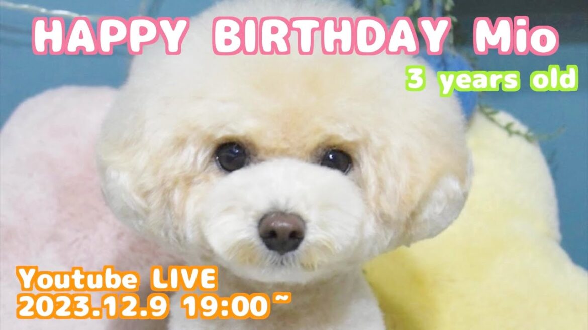 #1 トイプードルの三桜３歳誕生日記念配信
