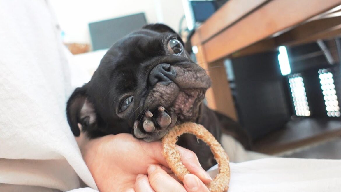 パグ脳炎発症から一ヶ月後の現状です。It is the current situation one month after the onset of pug encephalitis.【パグ、pug】