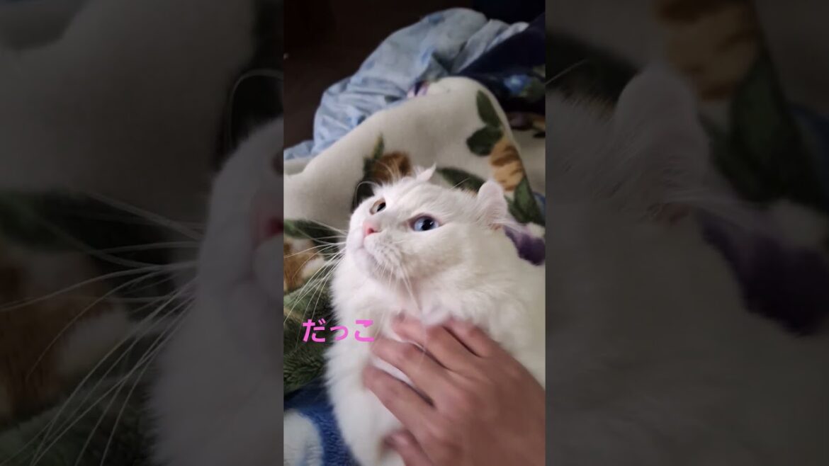 【オッドアイ幸せを呼ぶ猫】抱っこもできるラビちゃん#猫#cat#白猫#キンカロー#shorts