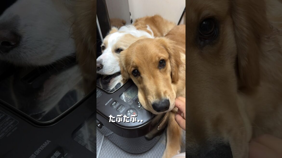 炊飯器で犬の誕生日ケーキを作ったら想像以上に美味しく出来ました!!【#炊飯器レシピ 】 炊飯器で犬の誕生日ケーキを作ったら想像以上に美味しく出来ました!!【#炊飯器レシピ 】