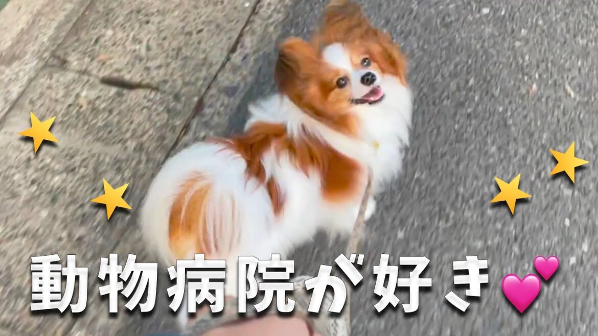 動物病院が好きすぎるもなか。朝のご挨拶に伺います。#papillon #パピヨン