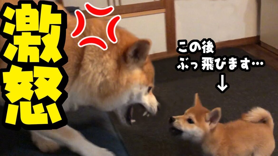 子犬がとうとうぶっ飛ばされてしまいました…姉犬の頭突きで吹っ飛ぶ子犬が切なすぎました…
