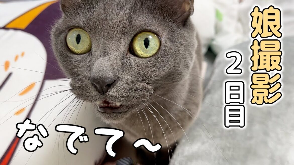 娘に甘えて過ごす2日目の猫たちと娘のお留守番