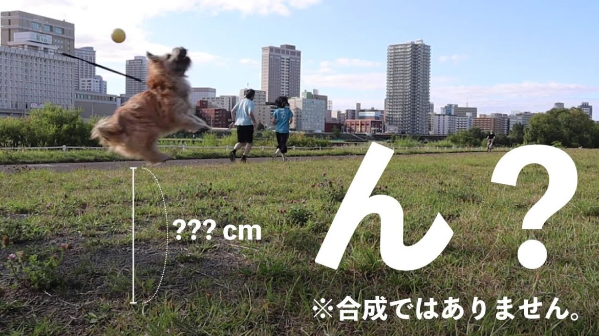 春の陽気につられてぶらり河川敷散歩【ケアンテリア×初めての犬との暮らし】