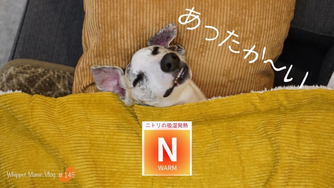 寒がりウィペットやイタグレの味方ニトリのNウォーム　#145