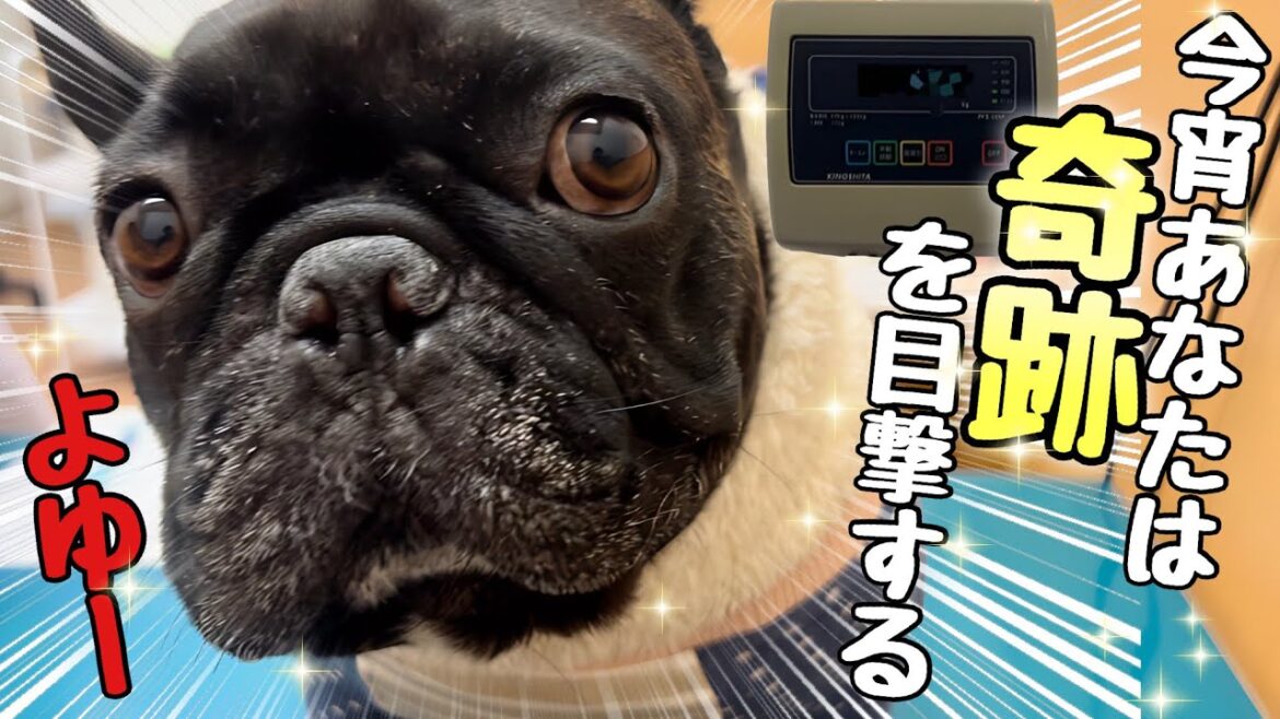【奇跡＆悲報】今年最後の体重測定でとうとう夢の大記録が出た！そして予期せぬ病気が…【フレンチブルドッグ】