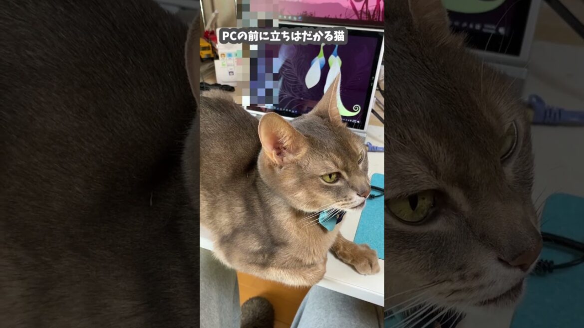 (アビ) PCの前に立ちはだかる猫  #abyssinian #アビシニアン #shorts