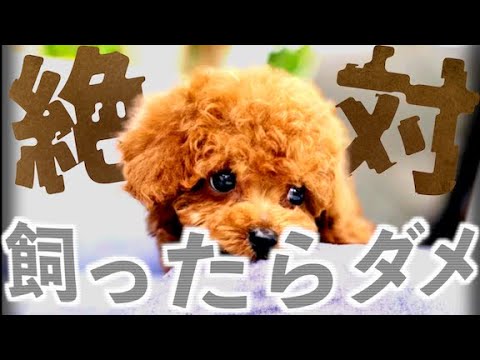 【注意喚起】トイプードルを飼わない方が良い理由 【注意喚起】トイプードルを飼わない方が良い理由