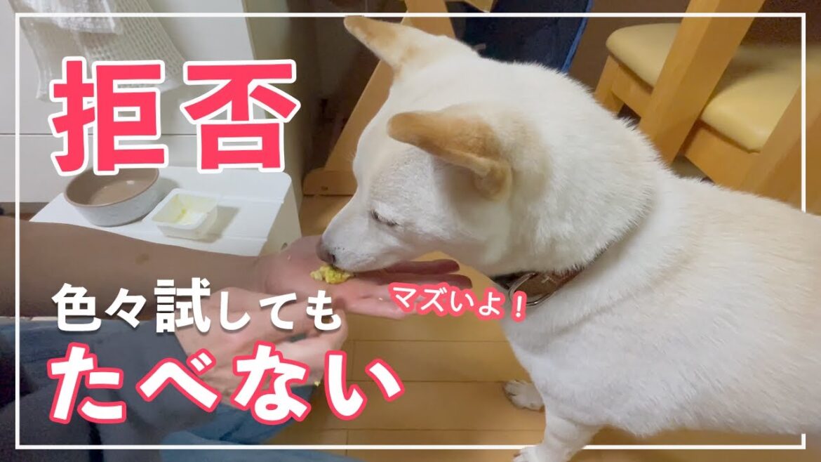 【下痢3日目】 柴犬が下痢止め拒否!飲ませる方法を模索!! 【下痢3日目】 柴犬が下痢止め拒否!飲ませる方法を模索!!
