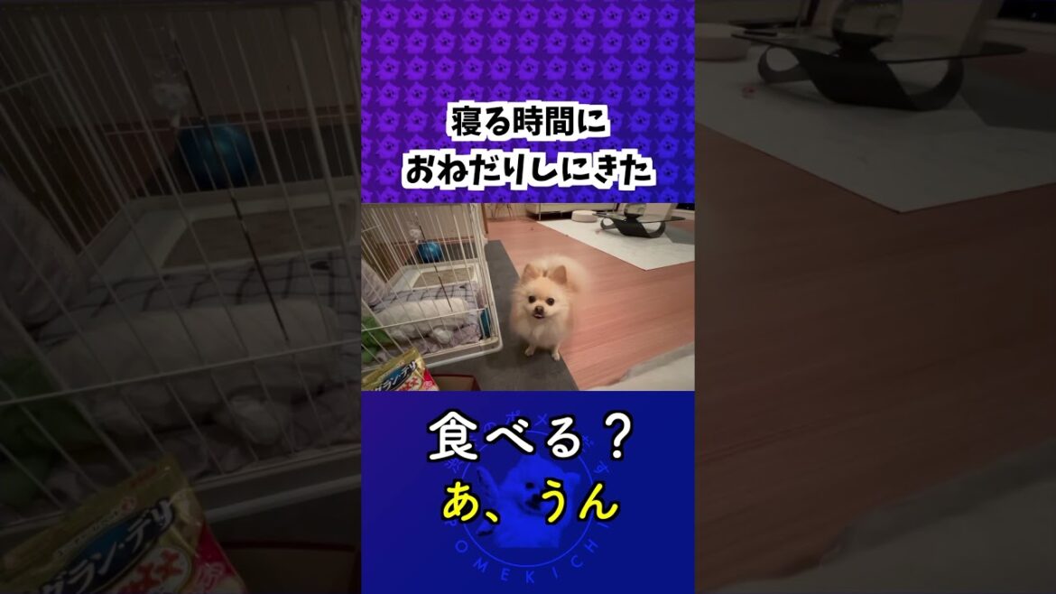 ポメラニアン「寝る時間だけど、おやつをください」 #喋る犬 #ポメラニアン ポメラニアン「寝る時間だけど、おやつをください」 #喋る犬 #ポメラニアン