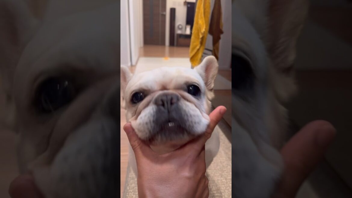 生肉を食す為に全力で特技を披露する愛犬 #shorts #保護犬 #フレンチブルドッグ