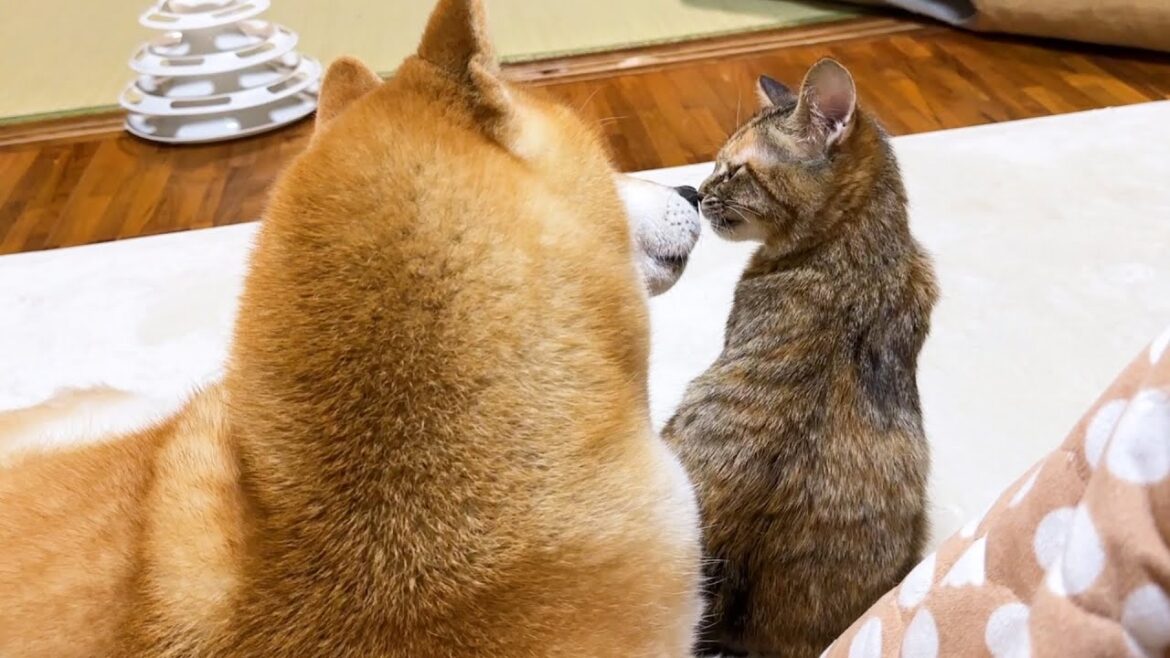 順番に子供猫たちに甘えられてとっても幸せそうな柴犬