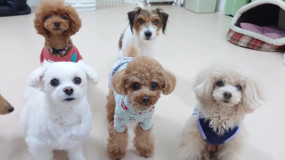 女子グループに紛れ込む茶太郎 🐶ひみつきちなう!②🐶  2023年12月7日 女子グループに紛れ込む茶太郎 🐶ひみつきちなう!②🐶  2023年12月7日