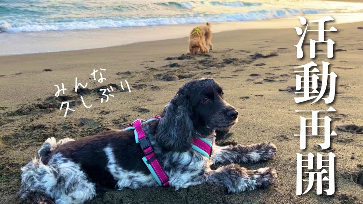 【いつものお散歩#15】活動再開！　イングリッシュコッカースパニエル 「みみ」の気持ち