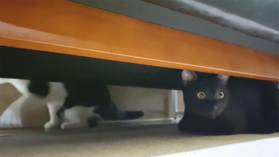 火事が発生してパニックになる猫さん達 火事が発生してパニックになる猫さん達