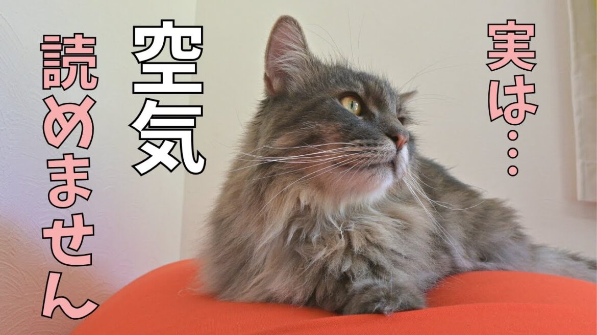 空気が読めない父猫【サイベリアン】 空気が読めない父猫【サイベリアン】