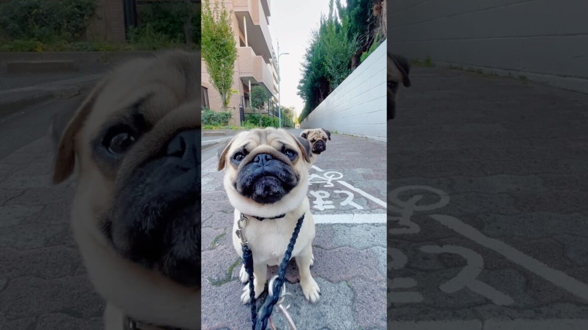 [パグ]あくび🥱 (yawning dogs) #shorts