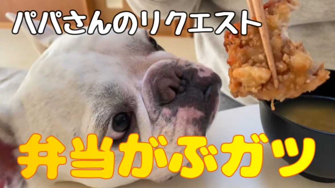 弁当がぶガツ！凄いボリュームだよ🐷🐷【フレンチブルドッグ】【Frenchbulldog】