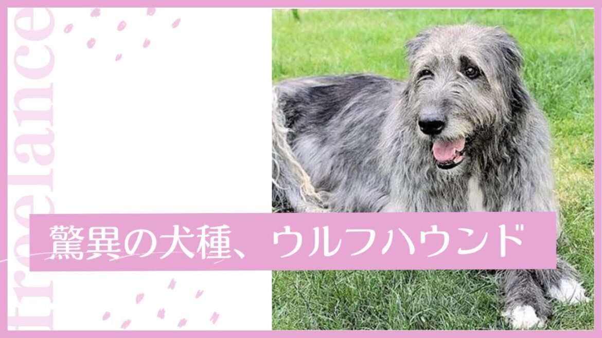 アイリッシュ・ウルフハウンド愛好家必見！驚くべき特徴と飼い方の秘訣