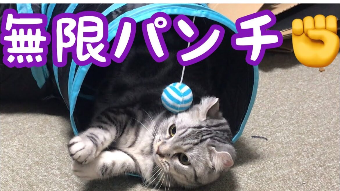 短腕の天才ボクサー現る！！！【マンチカン×アメリカンカール】