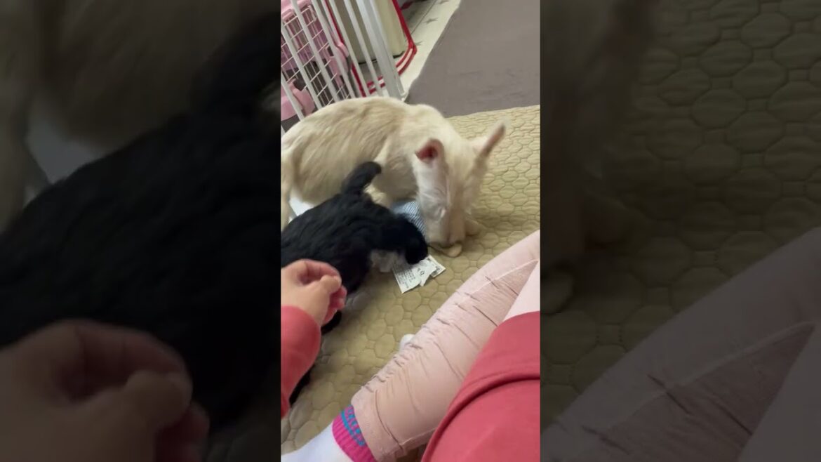 スコティッシュテリア めっちゃキュートな女の子、短足頭でっかちが可愛いスコッチテリア