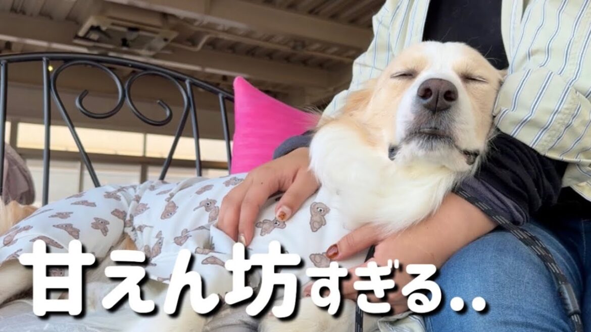 ママと2人きりになると赤ちゃんみたいになっちゃう犬が可愛すぎる…#ボーダーコリー