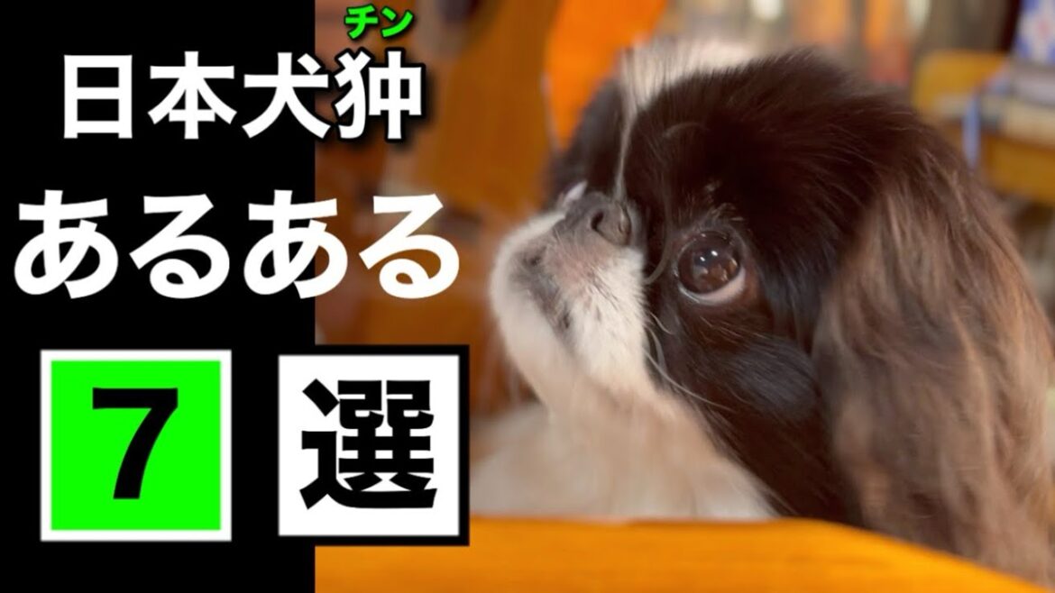 【狆あるある】きっと共感してもらえる⁉︎ 待望の第3弾！