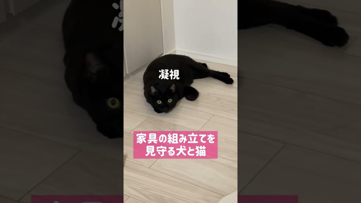 猫と犬がやたら見守ってくる #黒猫 #ペキニーズ