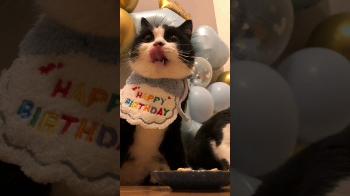 あきくん　1歳の誕生日 #猫 #scottish #スコティッシュフォールド #ハチワレ #minuet #ミヌエット #誕生日