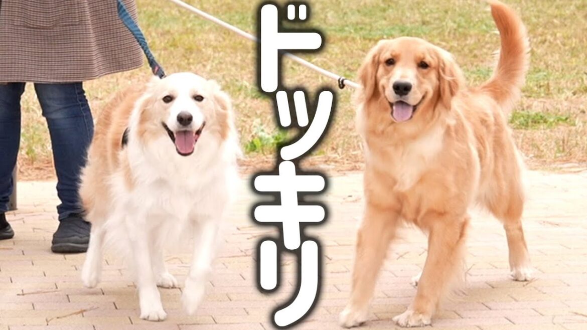 【ドッキリ】お散歩中にバァバが通りすがったら愛犬は気づくのか？ボーダーコリーで検証してみた