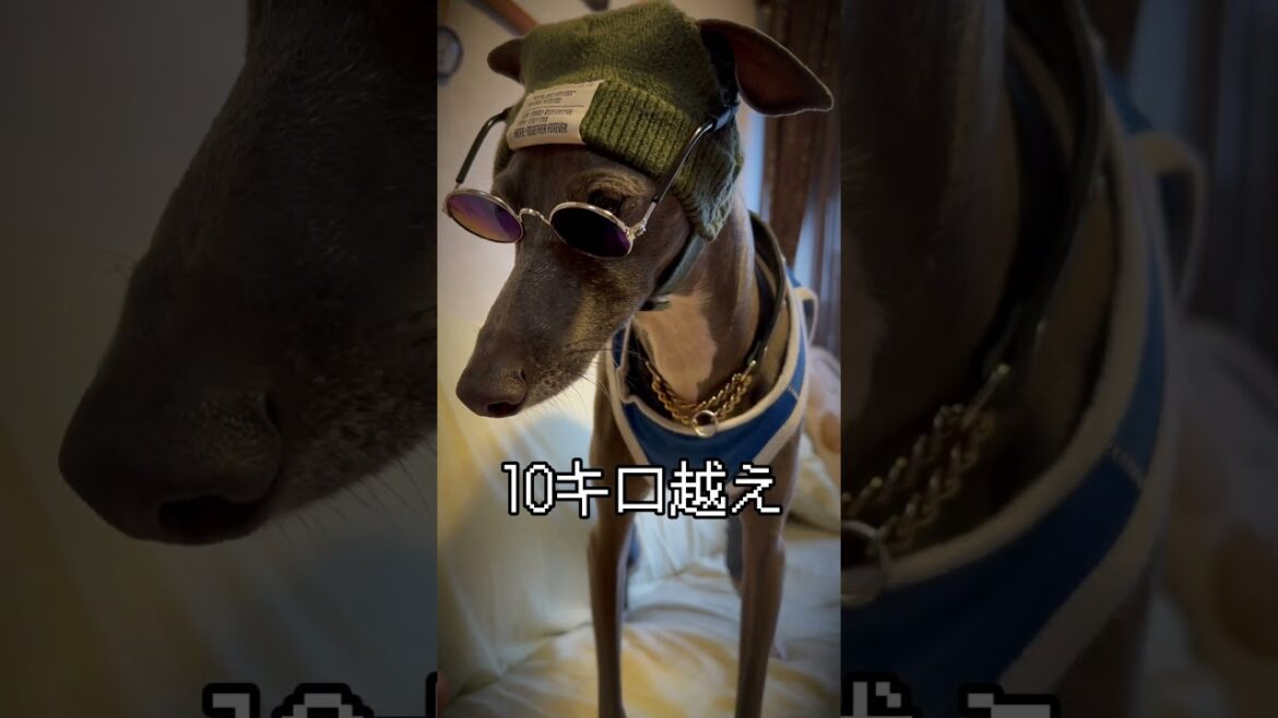 イタグレRAPしてみたよ#イタグレ #イタリアングレーハウンド #dog #デカグレ