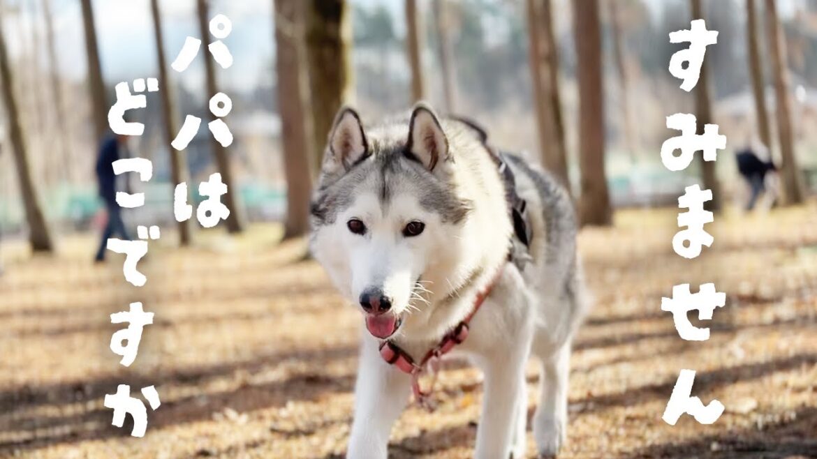 【迷子】パパを探して道行く人に聞いて回る保護犬シベリアンハスキーが可愛すぎた