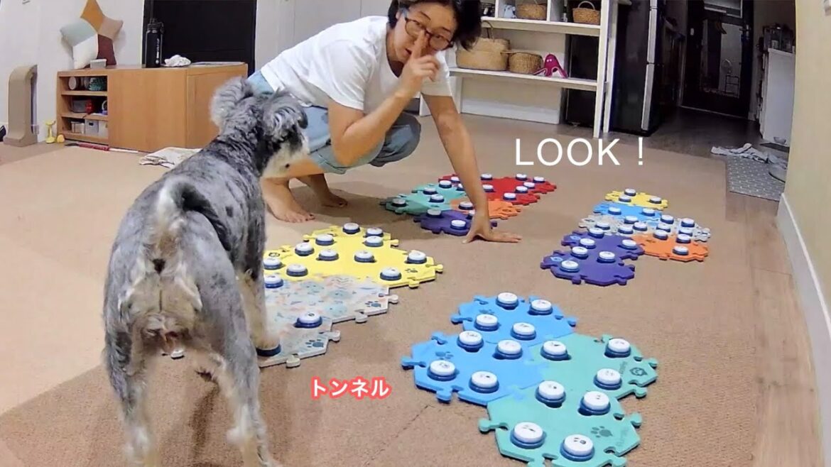 犬に「明日」が分かるのか【しゃべる犬】会話ボタン